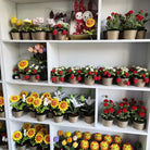 Crochet Strawberry Plants for Whimsical Home Decor - Cosparty